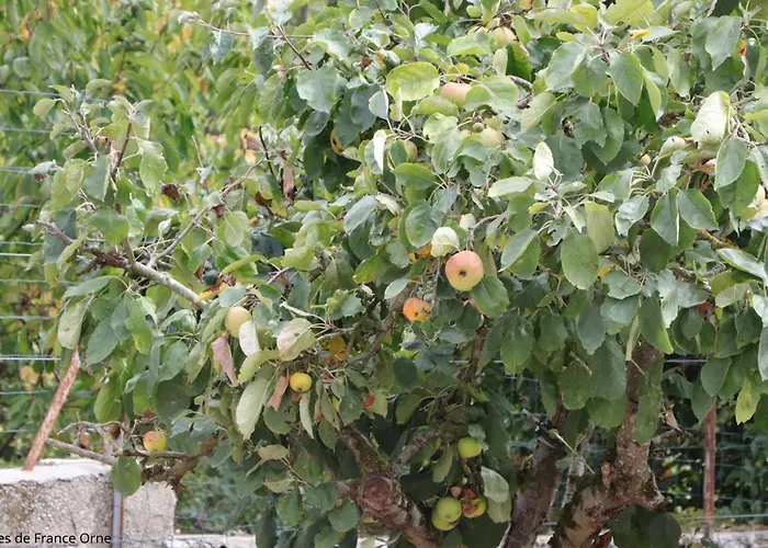 Maison Normande Confortable Avec Jardin Et Wifi - Fr-1-497-261 Holiday home La Ferte-Mace